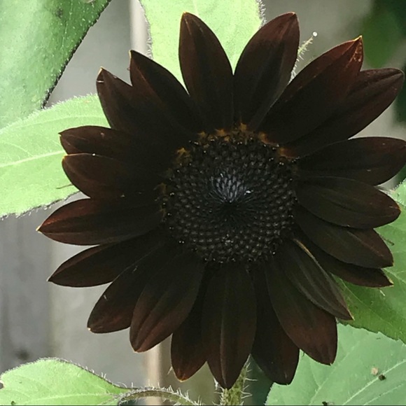 Southern Girl 🌻 Gypsy Soul 💃🏼 Rocker Chic 🎸 - Picture 6 of 11